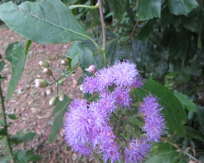 Bolivia - Vernonia fulta Griseb. cfr (Asteraceae)